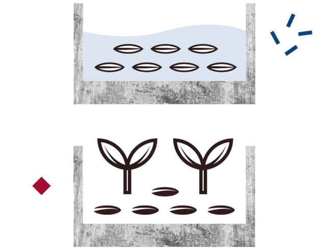 Cereal grains germinating, the first step in the beer production process.